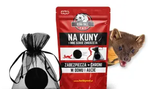 Kuny w samochodzie? Poznaj skuteczne sposoby i koszty!