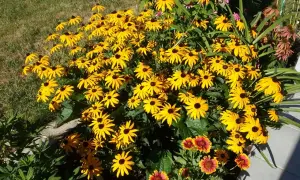 Ein sonnenhut-balkon voller leuchtend gelber Blüten, die sich im Sonnenlicht wie kleine Sonnen präsentieren. Daneben blühen zarte rosa und rote Blumen.