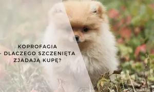 Uroczy szpic miniaturowy w trawie. Tekst: KOPROFAGIA - DLACZEGO SZCZENIĘTA ZJADAJĄ KUPĘ?