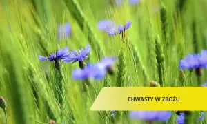 Purpurowy chwast zbożowy: jak go rozpoznać i uniknąć problemów w uprawach