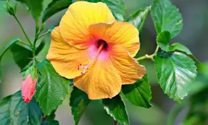 Jak długo kwitnie hibiskus? Odkryj tajemnice jego kwitnienia