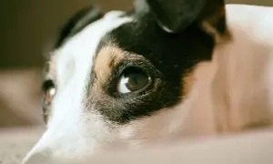 Co czuje pies podczas uśpienia? Prawda o jego odczuciach i emocjach