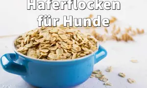 Blaue Schüssel mit Haferflocken für Hunde, roh oder gekocht, als gesunde Beilage.