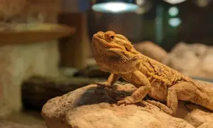 Pomarańczowa agama brodata na skale, ciekawa świata. Ile żyje taka agama? Nawet 15 lat!