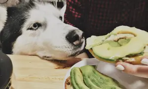 Siberian Husky z zaciekawieniem patrzy na kanapkę z awokado. Czy pies może jeść awokado? To pytanie nurtuje wielu właścicieli czworonogów.