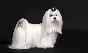 Elegancki maltańczyk z kokardką na głowie. Ile waży taki piesek? Zwykle 3-4 kg.