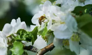 Abeja recolectando néctar de flores blancas, un festín de flores para abejas en primavera.