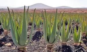 Teneryfa: Co przywieźć? Smaki, aloes i unikalne pamiątki
