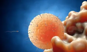 Spermatozoa otaczają komórkę jajową, ilustrując proces zapłodnienia. Czy podczas antykoncepcji jest owulacja? To pytanie kluczowe dla skuteczności metod.