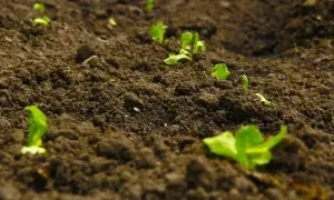 Młode pędy lucerny przebijają się przez wilgotną ziemię. Rozpoczyna się udana lucerna uprawa, obiecując obfite plony.
