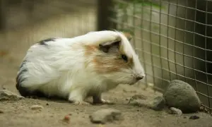 Uroczy chomik syryjski długowłosy, z puszystym futerkiem w odcieniach bieli, brązu i czerni, eksploruje piaszczyste podłoże.