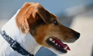 Portret Jack Russell Teriera w profilu, z otwartym pyskiem i widocznymi zębami.