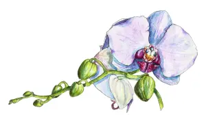 Delikatna akwarela przedstawia kwitnącą orchideę z pąkami. Orchidea znaczenie: piękno, miłość, siła.