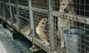 Psy w schronisku czekają na nowy dom. Rozważasz, jak oddać psa do schroniska? To trudna decyzja, ale czasem konieczna.