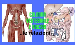 Anatomia: muscoli della colonna vertebrale e organi interni, con indicazioni sulle relazioni tra vertebre e visceri.