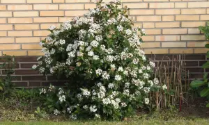 Eine blühende Viburnum tinus Hecke vor einer gelben Ziegelwand.