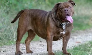 Ein kräftiger, brauner Old English Bulldog steht auf einem Feldweg, die Zunge weit herausgestreckt.