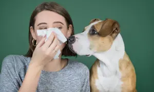 Una mujer se suena la nariz con un pañuelo mientras un perro se acerca. ¡Quizás sea uno de esos perros que no dan alergia!