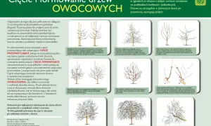 Ilustracje pokazują formowanie drzewek owocowych, różne techniki cięcia i przycinania gałęzi, aby uzyskać pożądany kształt korony.