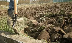 Osoba w gumowcach kopie łopatą zaoraną ziemię.