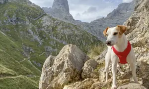 Un perro con arnés rojo posa en las rocas de los Picos de Europa, con senderos serpenteantes y picos imponentes al fondo.