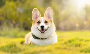 Uśmiechnięty piesek rasy corgi, jakby był pies królowej Elżbiety, leży na trawie w promieniach słońca.