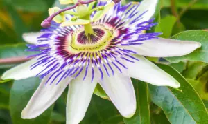 Passiflora właściwości: niezwykły kwiat o fioletowo-białych płatkach i purpurowych nitkach, symbolizujący spokój i relaks.