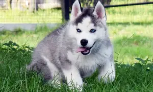 Ile kosztuje husky z hodowli? Poznaj ceny i kluczowe czynniki