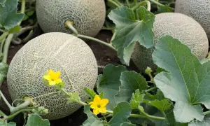 Reife Cantaloupe-Melonen wachsen im Garten. Keine Sorge, Melonen selber ziehen ist nicht giftig, sondern lecker!