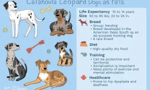Ilustración de varios perros de raza **perro leopardo de catahoula** con información sobre su cuidado.