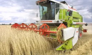 Kombajn zbożowy Claas Dominator w akcji, zbierający plony z pola. Dzierżawa ziemi w pełnym rozkwicie.
