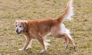 Złoty retriever z dysplazją porusza się ostrożnie po trawie, jego ogon uniesiony w górę.