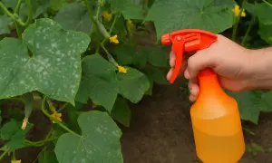 Oprysk ogórków przeciwko mączniakowi rzekomemu. Dłoń trzyma pomarańczowy opryskiwacz nad liśćmi ogórka z białymi plamami.