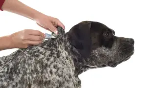 Manos aplican tratamiento antiparasitario en la nuca de un perro, protegiéndolo de la garrapata.