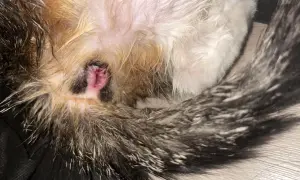 Ruja u kotki czy krwawi? Co oznacza krwawienie w rui?