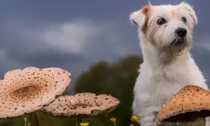 Czy pies może jeść grzyby? Bezpieczne grzyby i zagrożenia dla zdrowia.