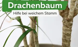Drachenbaum mit weichem Stamm: Hilfe bei Krankheiten. Grüne Blätter und raue Stämme sind sichtbar.