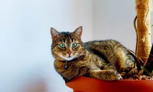 En randig katt med lysande gröna ögon vilar i en blomkruka, bredvid en klätterstolpe. En ampellilja katt som njuter av sin gröna oas.