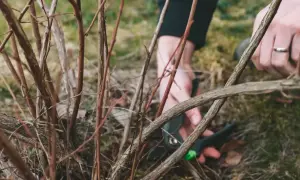 Delikatne cięcie borówki amerykańskiej, usuwanie suchych gałązek.