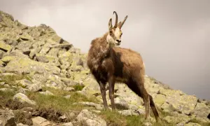 Kozica górska, jedno z dzikich zwierząt w górach, pozuje na skalistym zboczu.