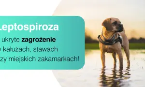 Pies w wodzie, ostrzeżenie przed leptospirozą – ukrytym zagrożeniem w kałużach i miejskich zakamarkach.