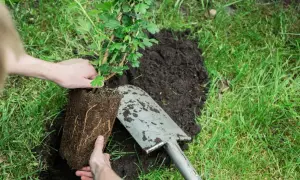 Hände pflanzen einen jungen Stachelbeerstrauch in lockere Erde. Eine Schaufel liegt daneben.