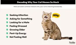 A tabby cat sits with its mouth open, as if asking "why does my cat meow so much?" The image lists reasons like seeking attention, stress, and health issues.