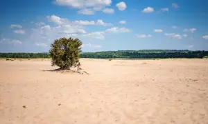 Kobieta odpoczywa w cieniu samotnego drzewa na Pustyni Błędowskiej.