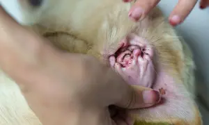 Hund mit entzündetem Ohr, dunklem Sekret und Haarausfall, möglicherweise durch Milben verursacht.
