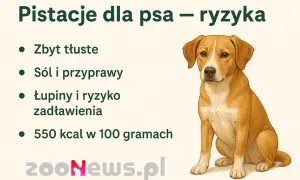 Pies i pistacje? Ryzyko zadławienia, sól, przyprawy i wysoka kaloryczność. Zastanawiasz się, czy pies może jeść pistacje? Obrazek ostrzega przed tym przysmakiem.