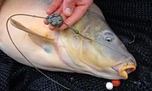 Ein Angler hält einen großen Karpfen, der gerade gefangen wurde. Die Angelmontage mit Blei und Haken ist gut sichtbar.