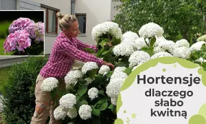 Dlaczego hortensja Anabelle nie kwitnie? Oto najczęstsze przyczyny