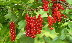 Reife rote Johannisbeeren hängen in Trauben am Strauch. Die Erntezeit ist gekommen!