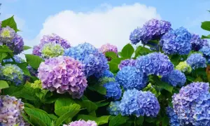 Bauernhortensie in voller Blüte, ein idealer Standort für diese farbenfrohen Sträucher.